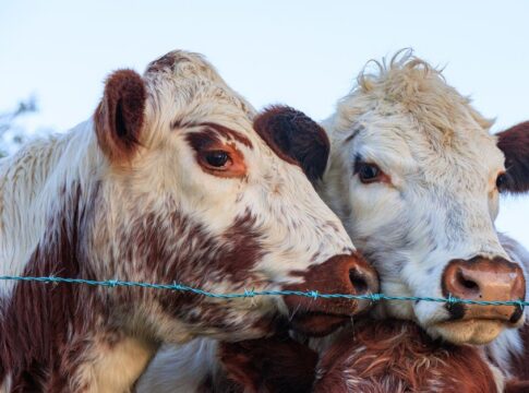 Cows Have Best Friends and Get Stressed When Separated — Weird Facts trivia by Trivia Daily
