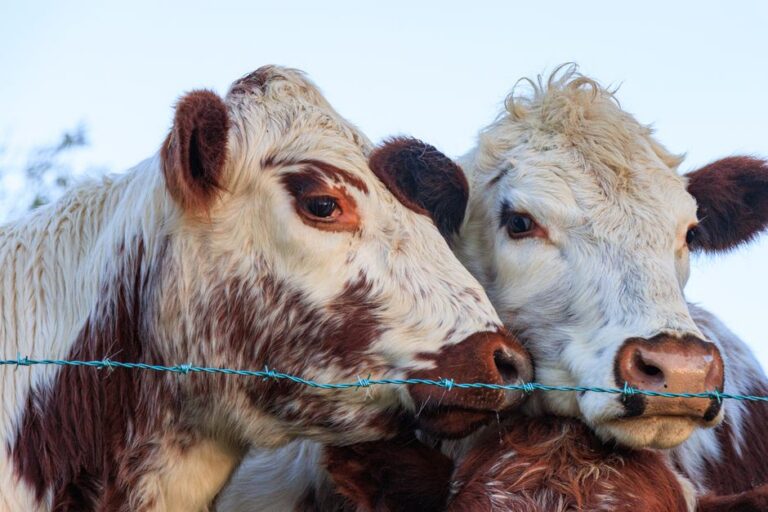 Cows Have Best Friends and Get Stressed When Separated — Weird Facts trivia by Trivia Daily