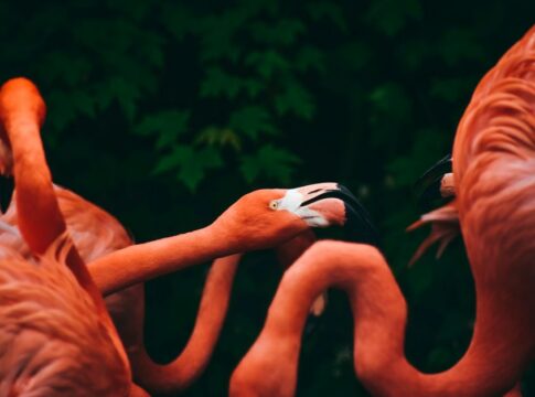 Why Flamingos Are Pink: The Surprising Truth About Color — Animals trivia by Triv Central