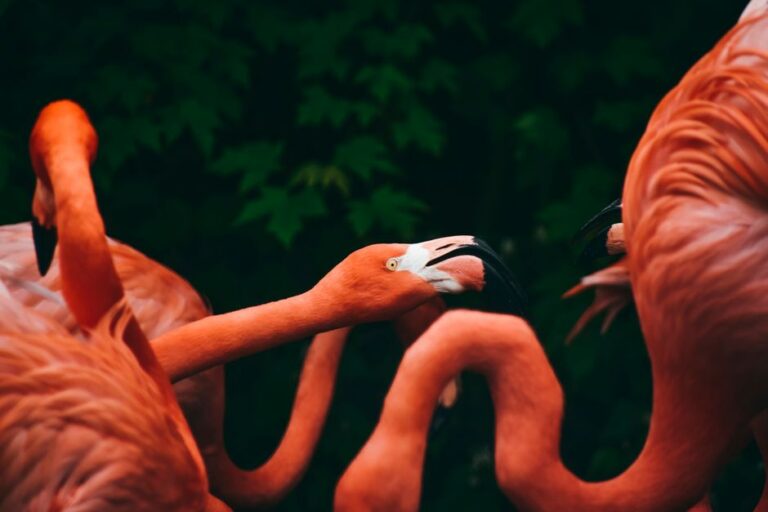 Why Flamingos Are Pink: The Surprising Truth About Color — Animals trivia by Trivia Daily