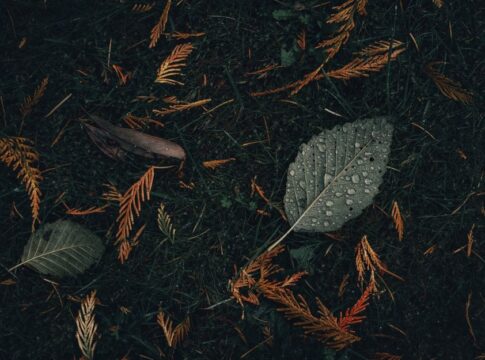 Why Do Trees Drop Their Leaves in Autumn, Not Winter? — Nature trivia by Trivia Daily