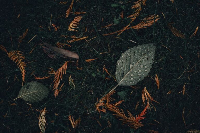Why Do Trees Drop Their Leaves in Autumn, Not Winter? — Nature trivia by Trivia Daily