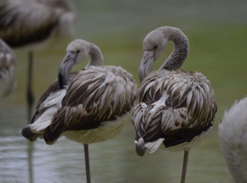 Why Flamingos Stand on One Leg: The Surprising Science — General trivia by Trivia Daily