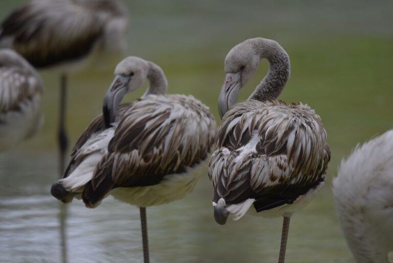 Why Flamingos Stand on One Leg: The Surprising Science — General trivia by Trivia Daily