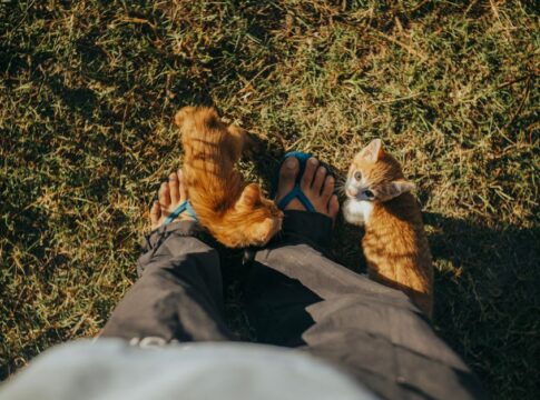 Why Cats Always Land on Their Feet: The Physics Revealed — General trivia by Trivia Daily