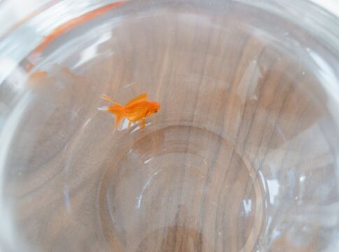 The Truth About Goldfish Memory: 3 Seconds Is a Myth — General trivia by Trivia Daily