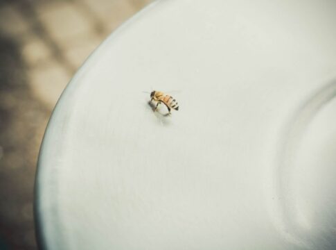 Why Honeybees Die After Stinging You Once: Biology Explained — General trivia by Trivia Daily