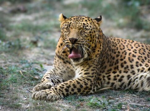 Why Cats Have Sandpaper Tongues: The Biology Explained — General trivia by Trivia Daily