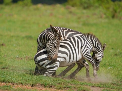 Why Zebras Have Stripes: The Surprising Biology Revealed — General trivia by Trivia Daily