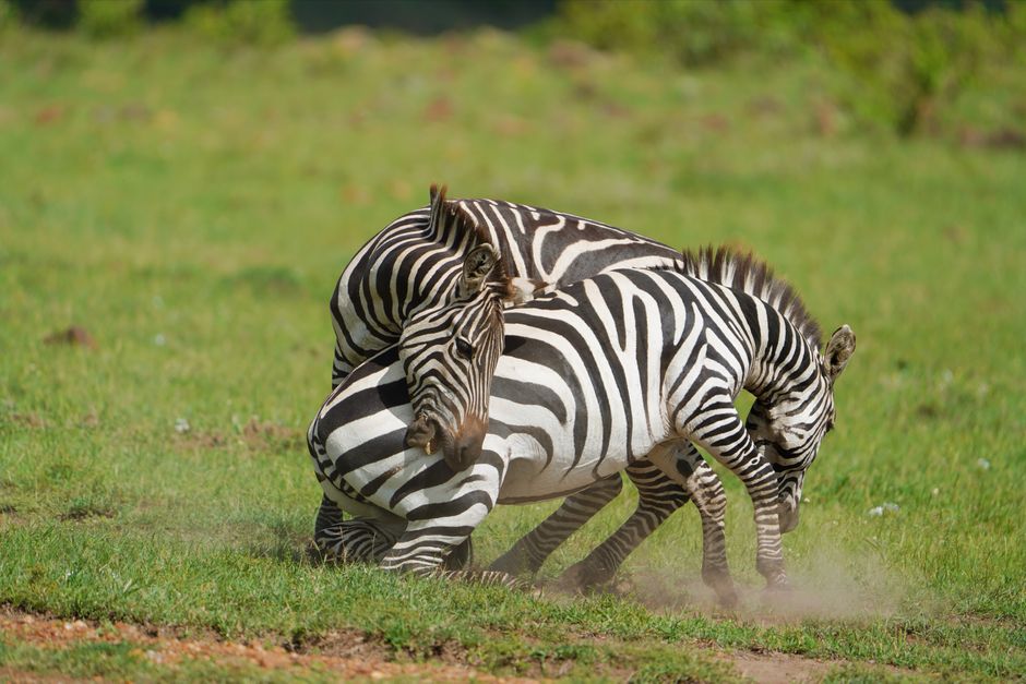 Why Zebras Have Stripes: The Surprising Biology Revealed