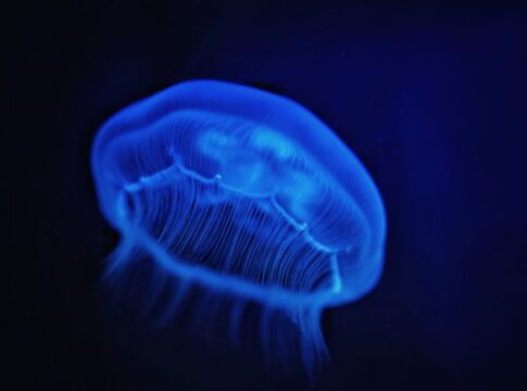 9 Strange Facts About Bioluminescent Creatures That Glow — Science trivia by Trivia Daily