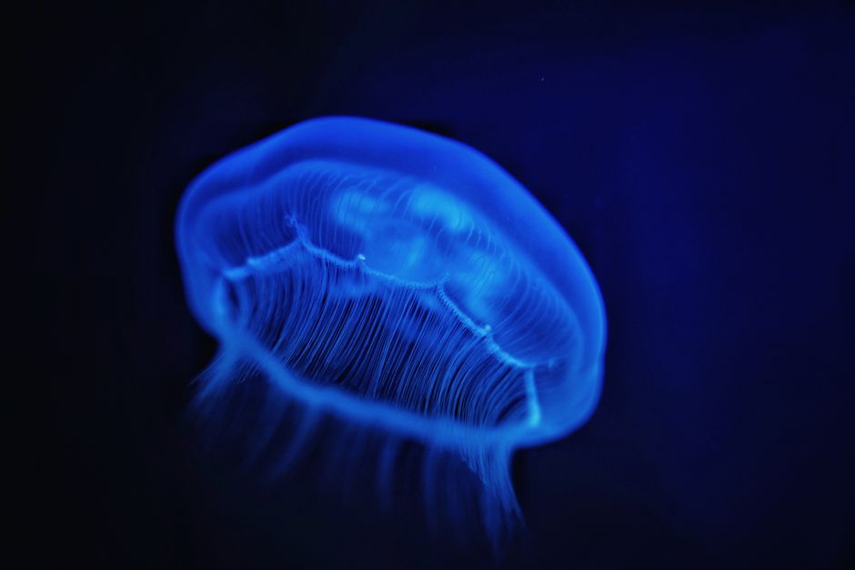 9 Strange Facts About Bioluminescent Creatures That Glow