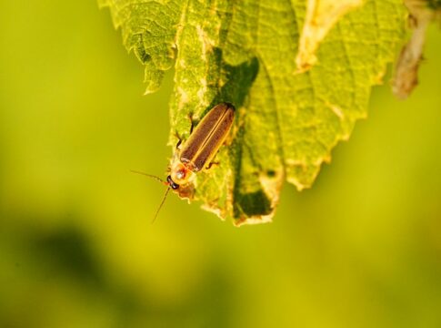 Why Fireflies Glow Yellow: The Chemical Reaction Inside — General trivia by Trivia Daily