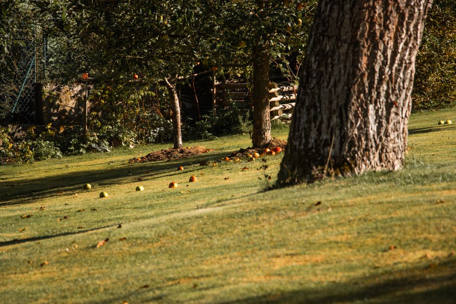 7 Bizarre Facts About Newton’s Falling Apple Discovery
