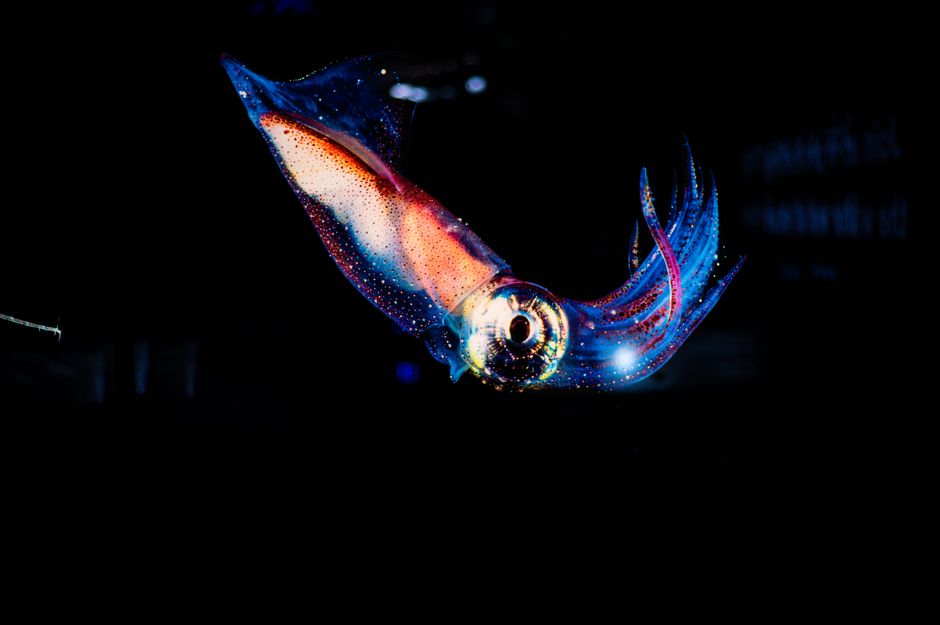 How Bioluminescence Works in Deep Sea Creatures