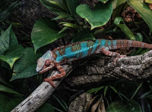 The Truth About Chameleons: They Dont Change for Camouflage — General trivia by Trivia Daily