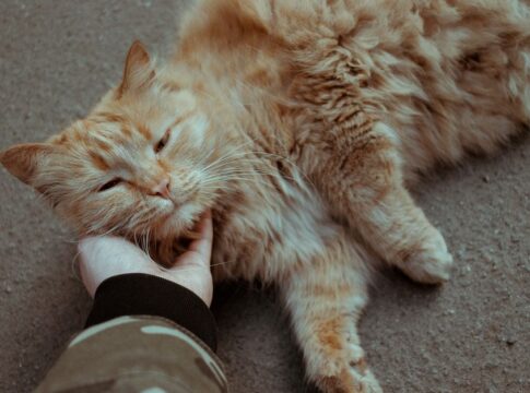 Why Do Cats Purr Even When Theyre Not Happy — General trivia by Trivia Daily