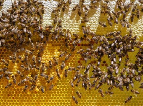 Why Do Honeybees Dance to Communicate Hive Locations — General trivia by Trivia Daily