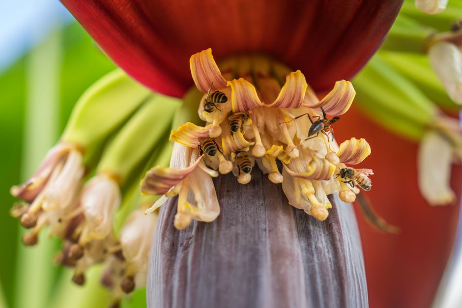 The Truth About DNA: Why Humans Share 50% With Bananas