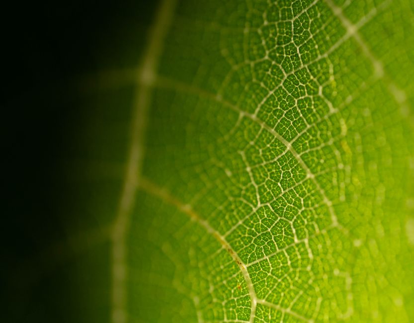 9 Fascinating Facts About How Photosynthesis Creates Oxygen