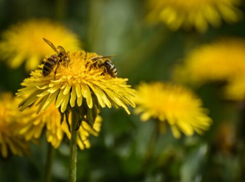 7 Surprising Facts About How Honeybees Navigate Home — Science trivia by Trivia Daily