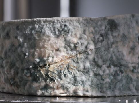 The Hidden Story of Penicillin Molds First Patient — Science trivia by Trivia Daily