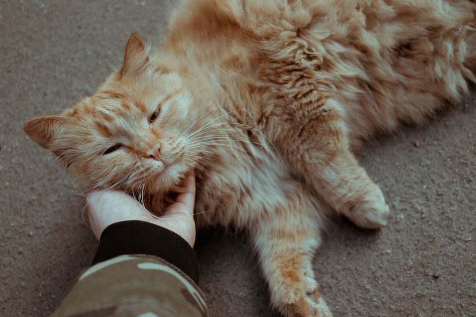 The Truth About Why Cats Purr When They Are Content
