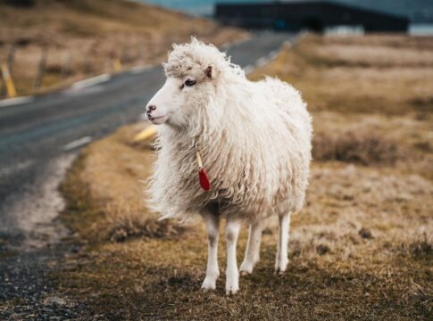 Why Does Counting Sheep Actually Keep You Awake Longer — Brain Teasers trivia by Trivia Daily