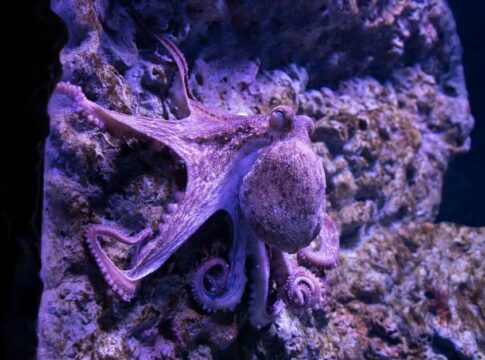 7 Bizarre Facts About How Octopus Blood Works — Science trivia by Trivia Daily