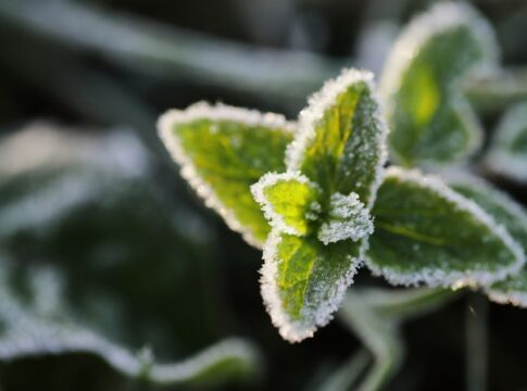 Why Does Mint Feel Cold Even at Room Temperature — General trivia by Trivia Daily
