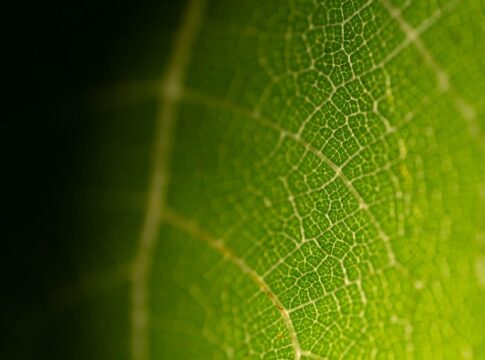 9 Surprising Facts About How Photosynthesis Powers Life — Science trivia by Trivia Daily